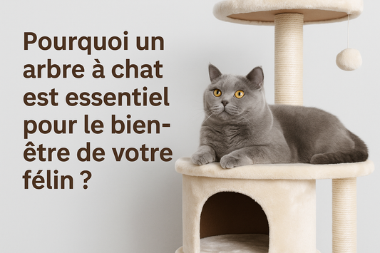 Pourquoi un arbre à chat est essentiel pour le bien-être de votre félin ? - Mon Chat Perché