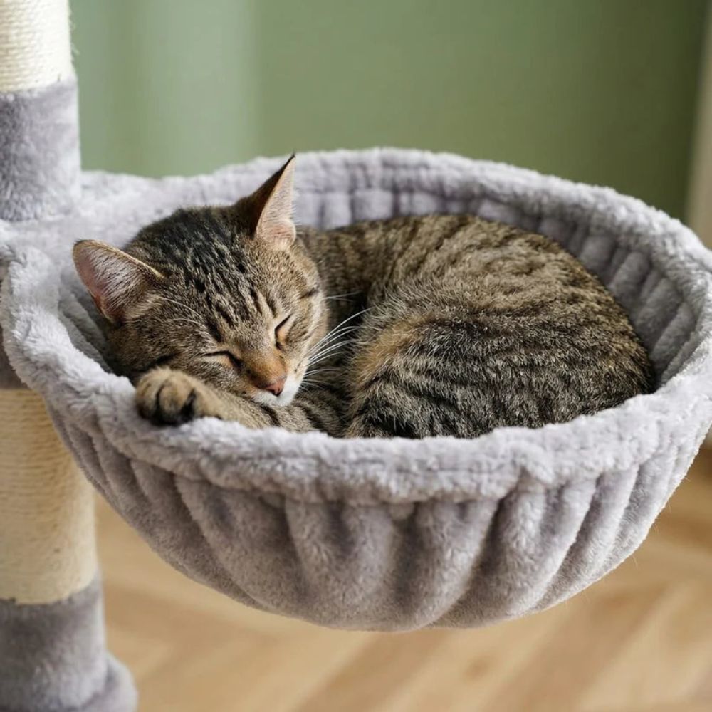 Arbre à Chat Forme de Fleur Pétales Grande Hauteur 175cm