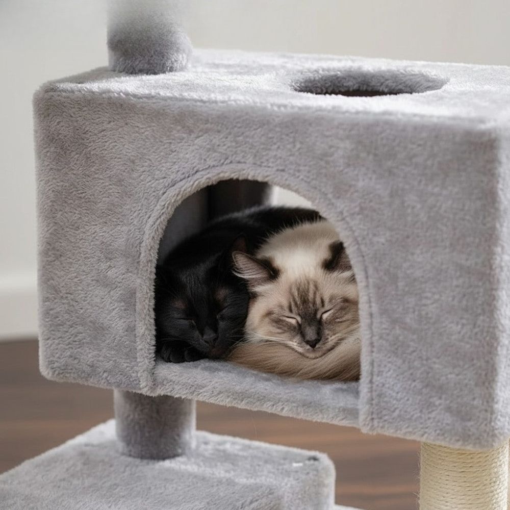 Arbre à Chat avec Cabane Maison Petit Espace 80cm