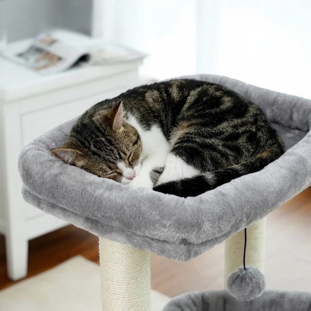 Arbre à Chat Petit Prix Fiable et Compact 60cm
