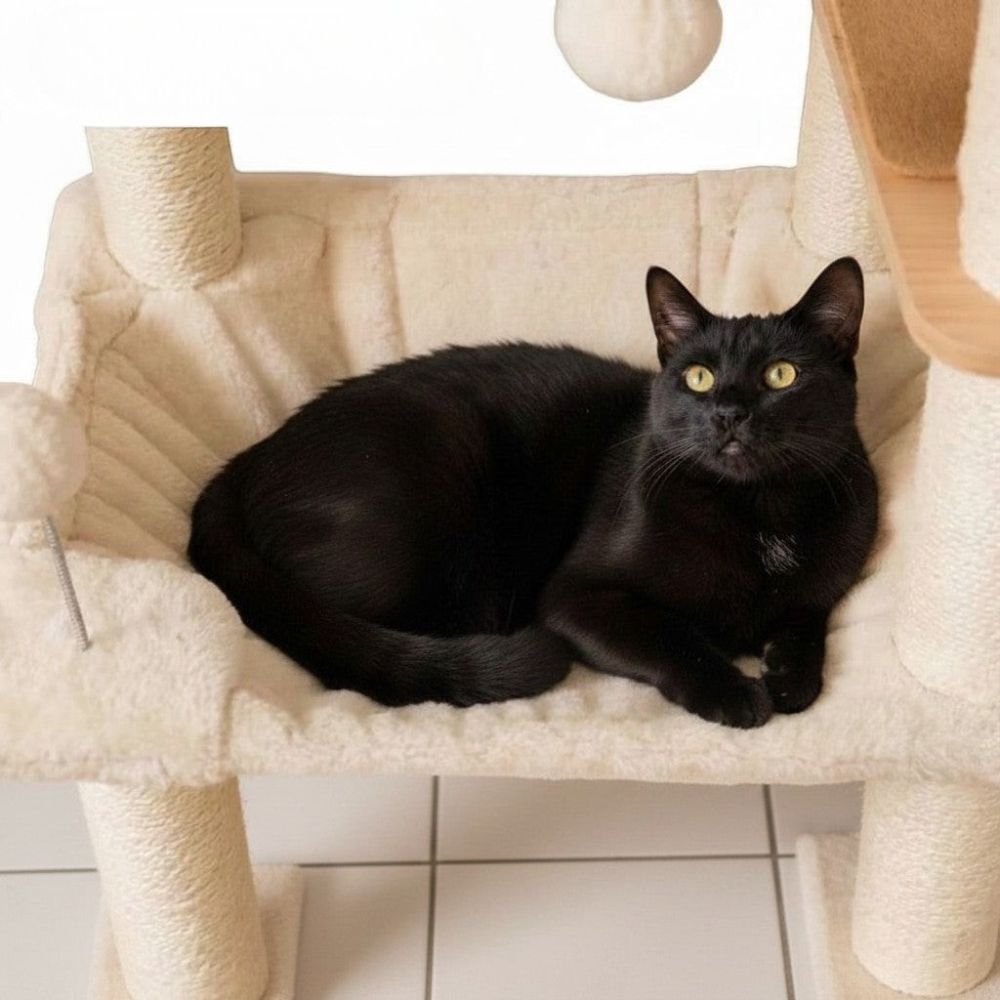 Arbre à Chat XXL Beige Grande Hauteur 230cm