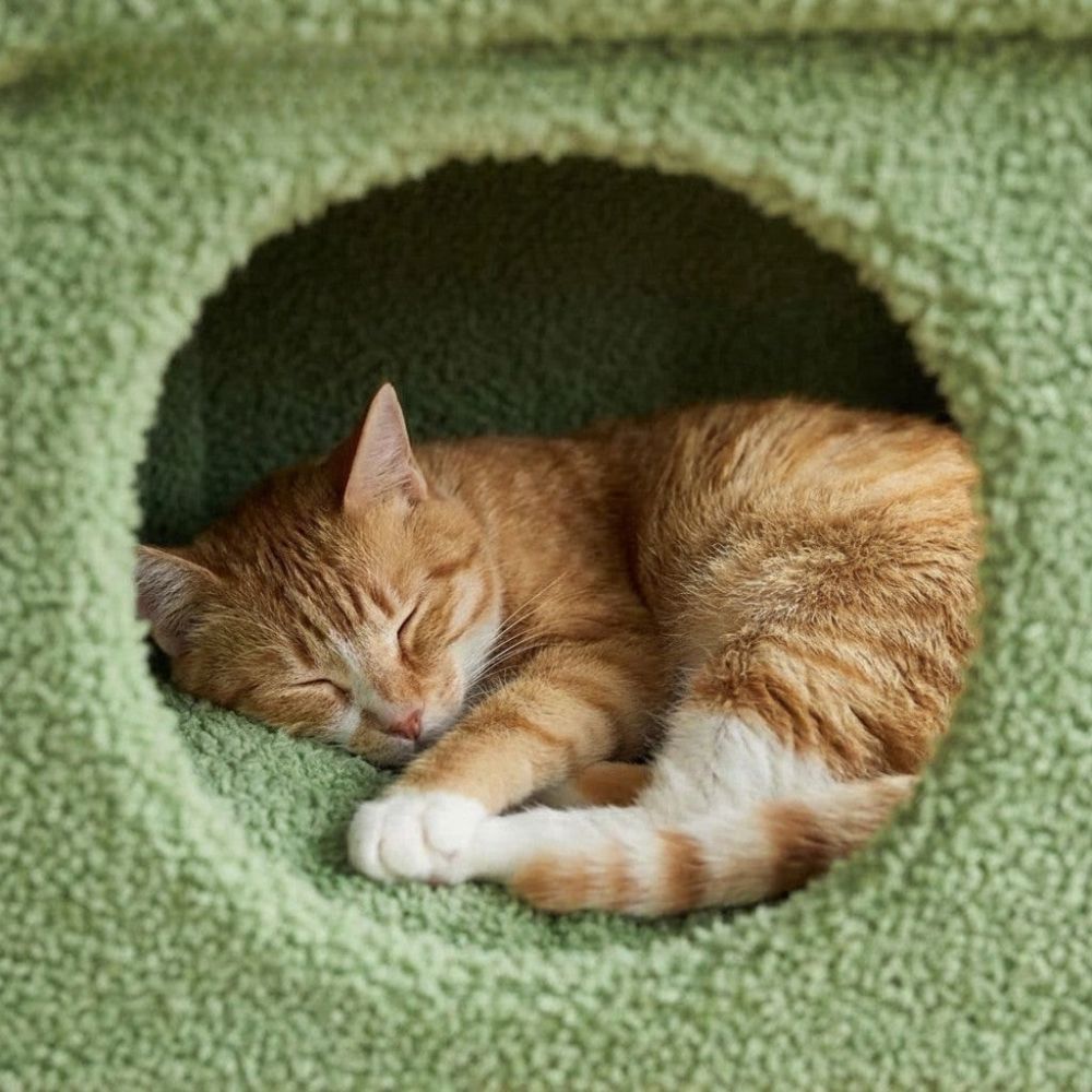 Petit Arbre à Chat avec Cabane Refuge 68cm