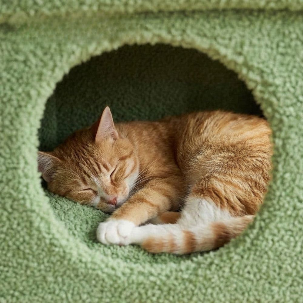 Petit Arbre à Chat avec Coussin Douillet 68cm
